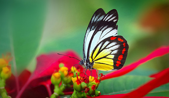 A red and yellow butterfly on a flower