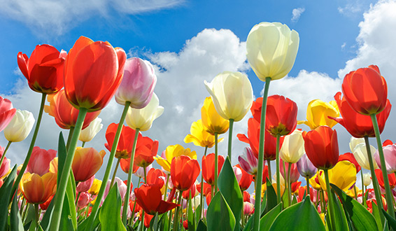 Tulip against blue sky